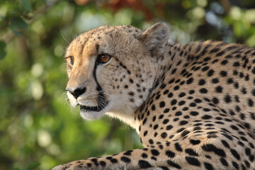 Gepard / Cheetah / Acinonyx jubatus © Ludwig