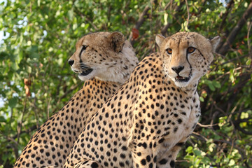 Gepard / Cheetah / Acinonyx jubatus