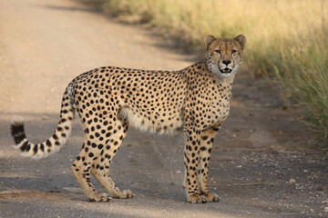 Gepard / Cheetah / Acinonyx jubatus © Ludwig