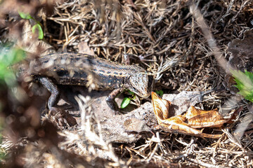 A lizard in the bright spring sunshine among the vegetable beds in the garden.