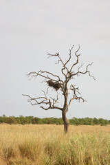 Afrikanischer Busch - Krügerpark - Südafrika / African Bush - Kruger Park - South Africa /