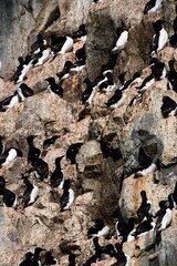 Thick-Billed Murre (Uria Lomvia)