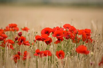 Poppies Growing Wild