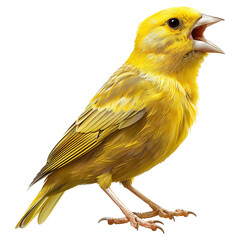 Detailed Yellow Canary Singing on Transparent Background
