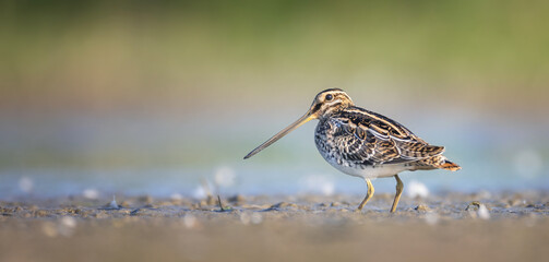The Common Snipe Gallinago gallinago he waits at the edge of the pond looking for food.