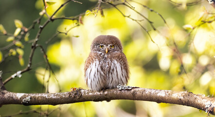 Glaucidium passerinum sits on a branch in the yellow autumn spring color of the leaves.