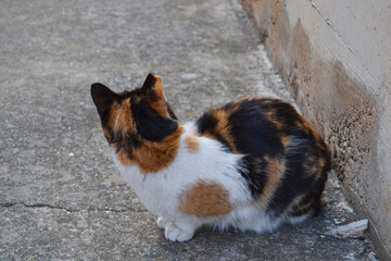 cat curious