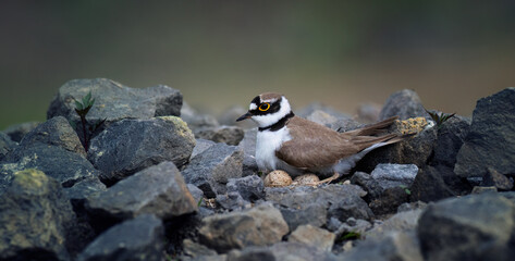 Charadrius dubius little ringed plover sits on the eggs and guards the nest.