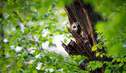 A Strix aluco owl peeks it looks out from its green nest and basks in the rays of the sun.