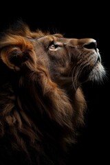 A majestic lion with a mane, captured in a dramatic profile against a dark background, looking upwards.