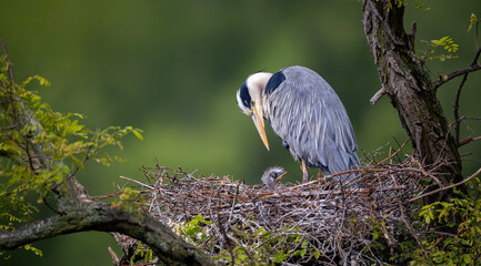 Egretta garzetta she watches over her young on the nest and waits for feeding.