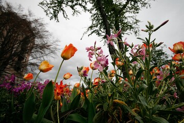 Spring Flowers