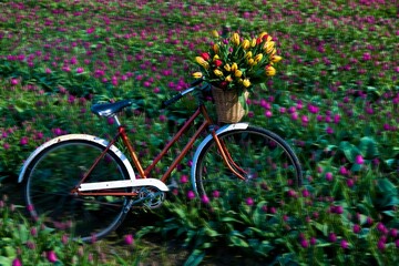 Fototapeta premium Bicycle In A Tulip Field
