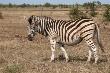 Naklejka premium Steppenzebra / Burchell's zebra / Equus quagga burchellii.