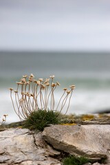 Sea Thrift