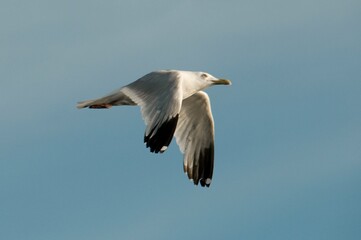 Gull In Flight