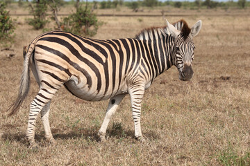 Steppenzebra / Burchell's zebra / Equus quagga burchellii.