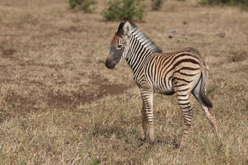 Steppenzebra / Burchell's zebra / Equus quagga burchellii.