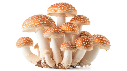 Cute Mushroom Sitting on a Cluster of Mushrooms isolated on a transparent background