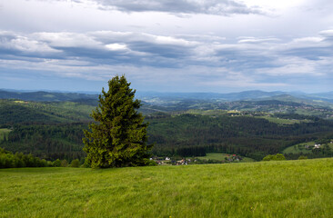 Mountain landscape with a lone tree on a spring day