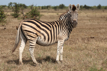 Steppenzebra / Burchell's zebra / Equus quagga burchellii.