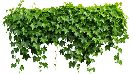 Cutout ivy with lush green foliage. Climbing plants in summer isolated on a transparent background