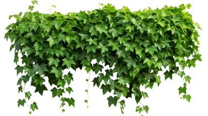 Cutout ivy with lush green foliage. Climbing plants in summer isolated on a transparent background