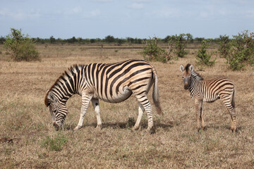 Steppenzebra / Burchell's zebra / Equus quagga burchellii..