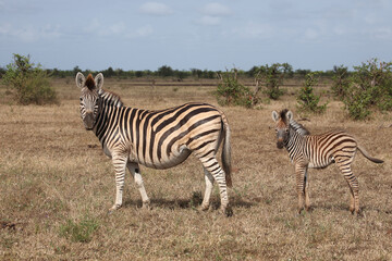 Steppenzebra / Burchell's zebra / Equus quagga burchellii..