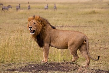 Lion, Masai Mara, Kenya; Lion Looking Across The African Plains