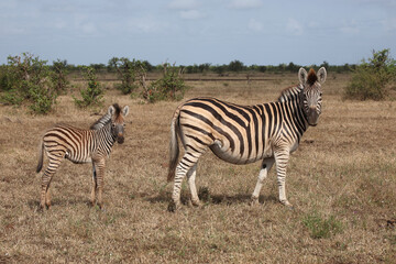 Steppenzebra / Burchell's zebra / Equus quagga burchellii..