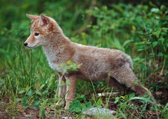 Fototapeta premium Coyote (Canis Latrans) Puppy