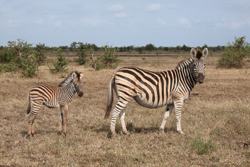 Steppenzebra / Burchell's zebra / Equus quagga burchellii..