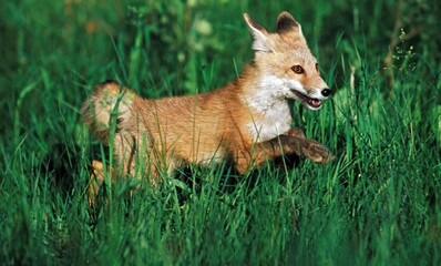 Young Red Fox (Vulpes Vulpes) Running Through Grass