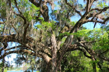 Fototapeta premium Live Oak