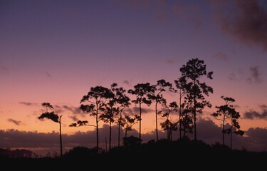 Fototapeta premium Twilight Behind Slash Pine Trees (Pinus Elliottii) On Pine Hammock