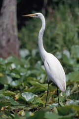 Great Egret (Casmerodius Albus) Wades Among Aquatic Plants On The Edge Of Billy's Lake; Georgia, United States Of America