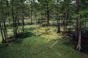 Obraz premium Cypress Swamp, Atchafalaya Basin, Los Angeles, Usa