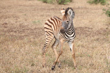 Steppenzebra / Burchell's zebra / Equus quagga burchellii.