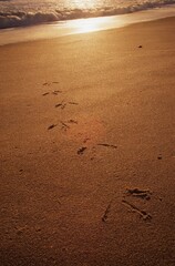 Heron Tracks Leading Up From The Surf On The Beach