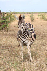 Steppenzebra / Burchell's zebra / Equus quagga burchellii.