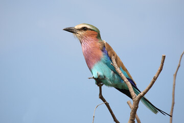 Gabelracke / Lilac-breasted roller / Coracias caudata