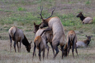 bull elk breeding a cow elk