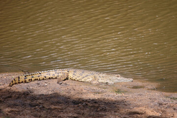 Nilkrokodil / Nile crocodile / Crocodylus niloticus