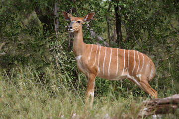 Nyala / Nyala / Tragelaphus angasii.