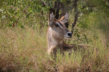 Wasserbock / Waterbuck / Kobus ellipsiprymnus