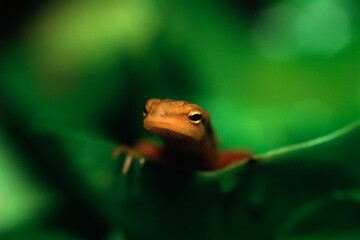 Newt On Leaf