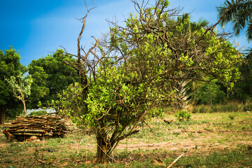 Paysage de brousse africaine au calme, Togo, Afrique de l'ouest