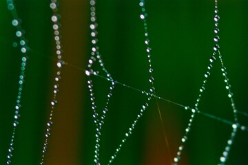 Spider Web With Dew