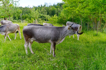 Cow herd of breed Rätisches Grauvieh grazing on meadow on a sunny spring evening at Swiss City of Zürich on a sunny spring evening. Photo taken May 17th, 2024, Zurich, Switzerland.